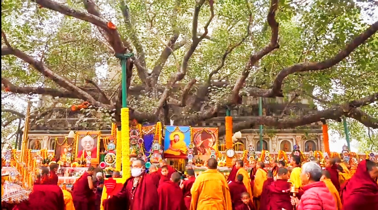 Bodhi Tree